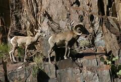 Desert Bighorn sheep perched on a rock