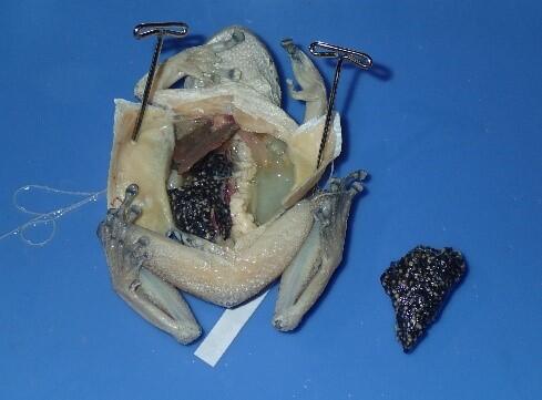 Dissected gravid female Cuban treefrog 