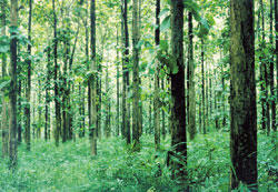 Global Forest Resources Assessment (FRA 2000) - Teak Plantation