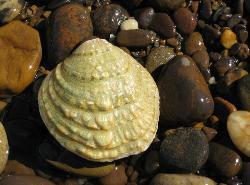 Closeup of mussel