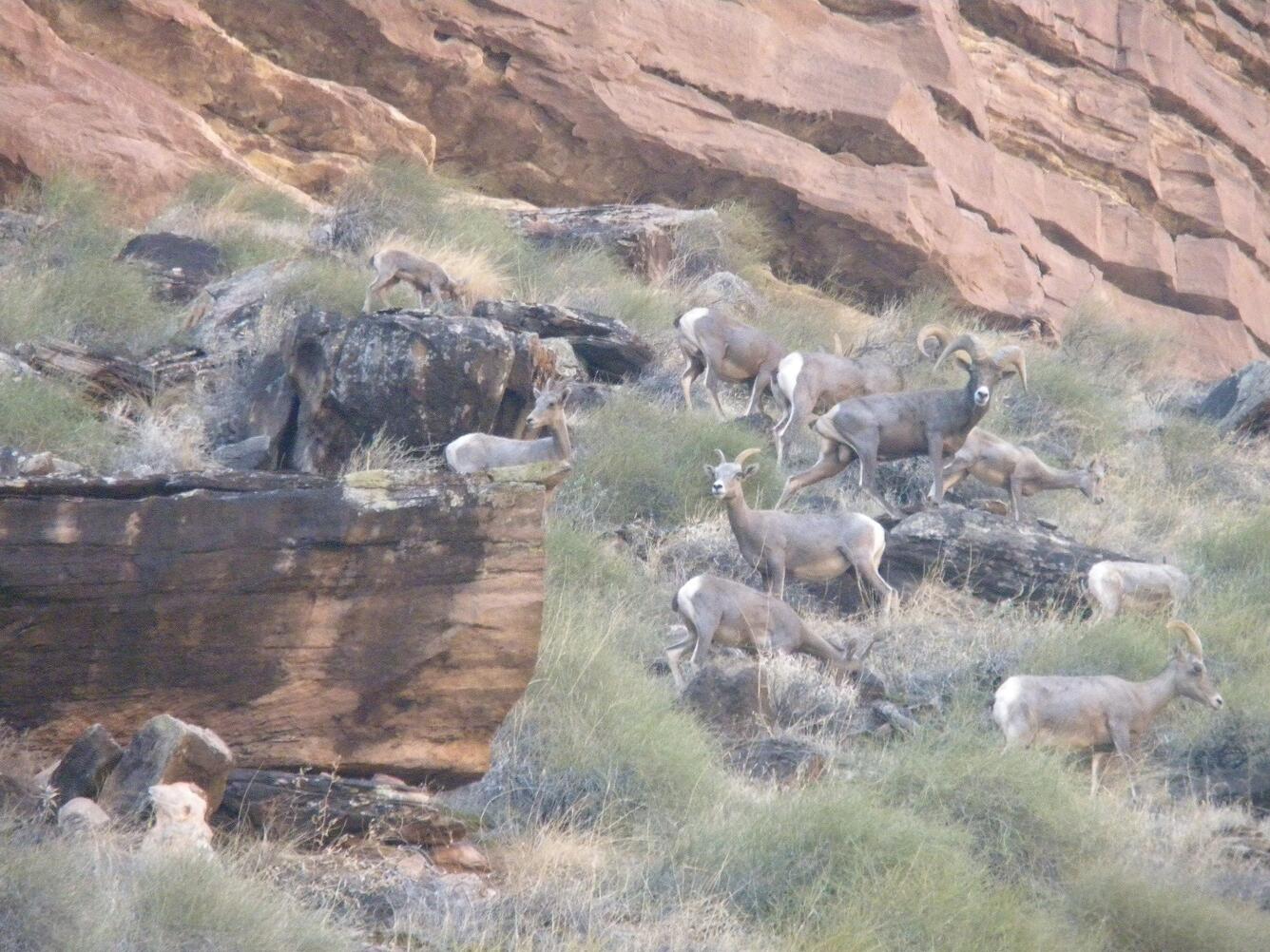 Desert bighorn sheep herd along the banks of the Colorado River surrounded by tall grass and large rocks