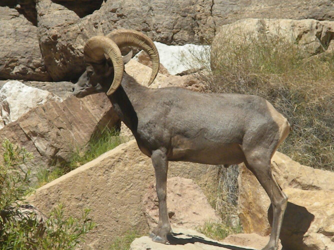 Desert bighorn sheep ram on a large rock along the banks of the Colorado River