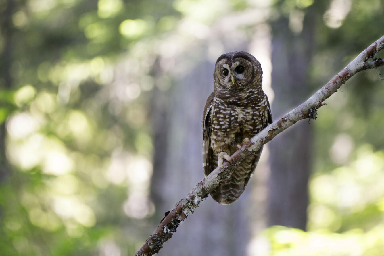 Northern spotted owl perched on a tree branch
