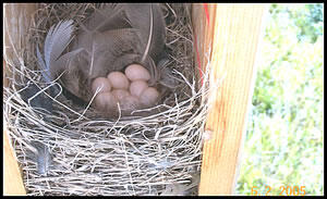 tree swallow eggs and nest