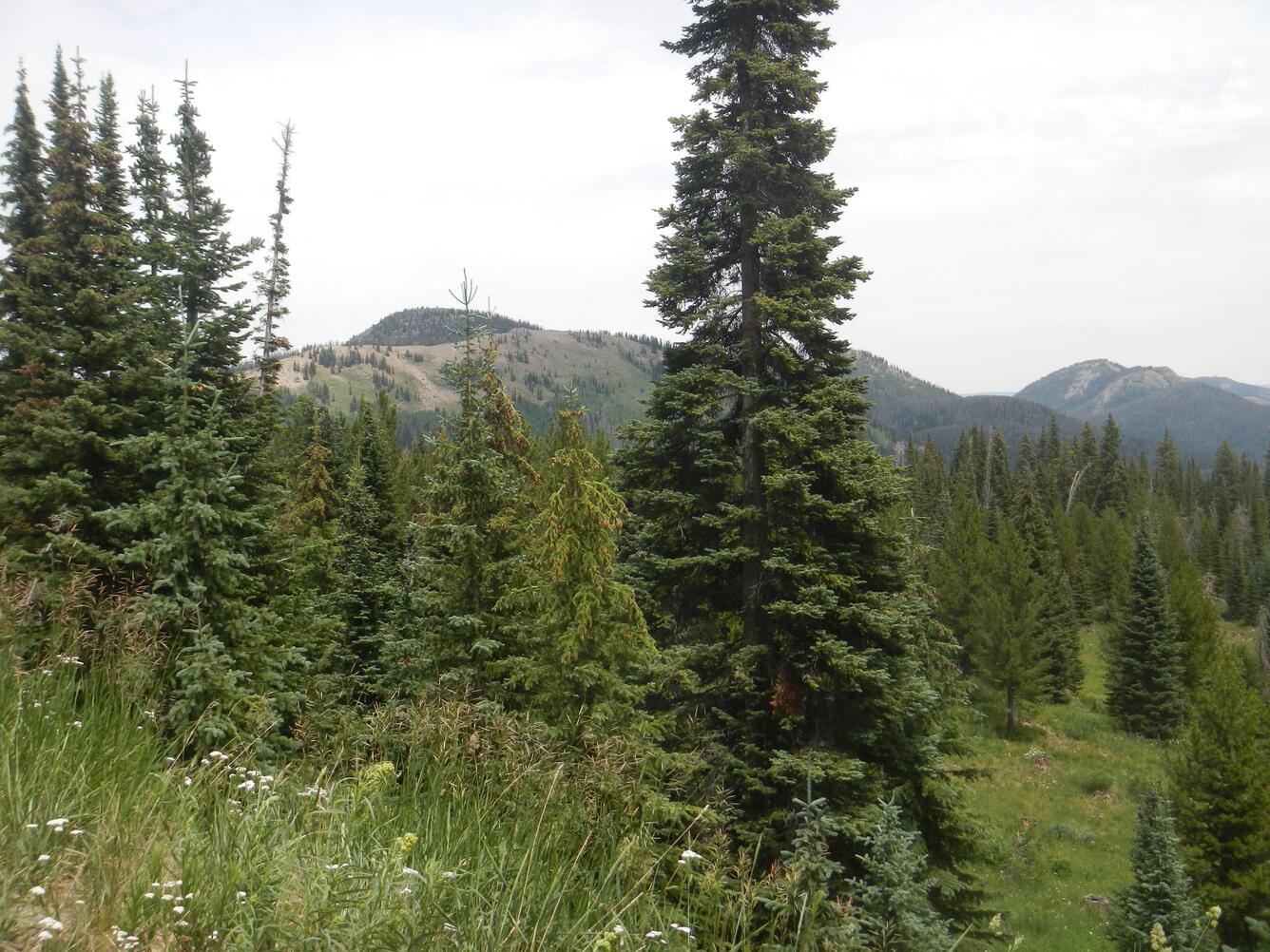 View of remnant volcanoes in background