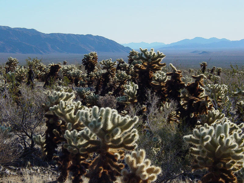 Cholla Cactus Garden