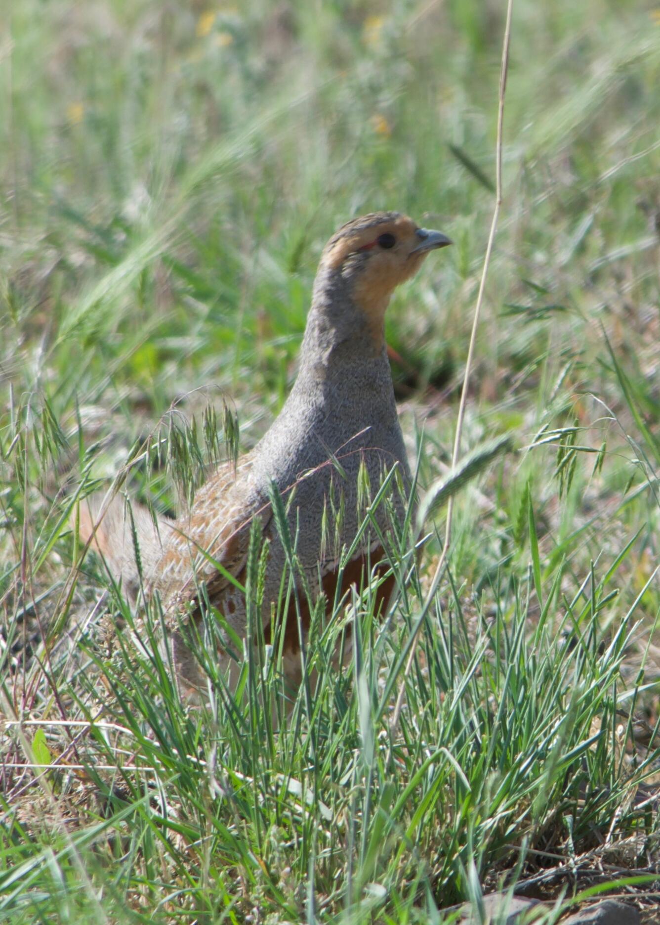 a bird stands in some grass