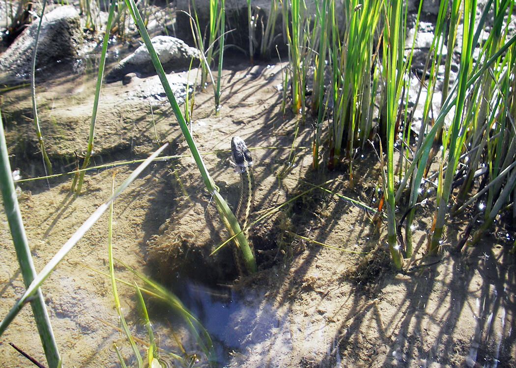 Water snake swimming trhough macrophytes