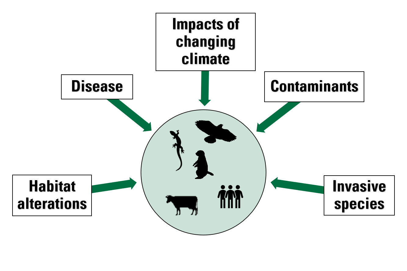 Arrows showing factors that influence health of wildlife, domestic animals, and humans depicted by black icons.