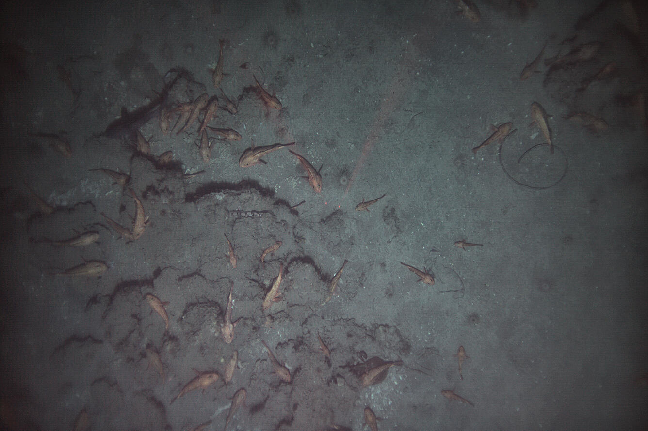 fish associated with hard, rocky habitats.