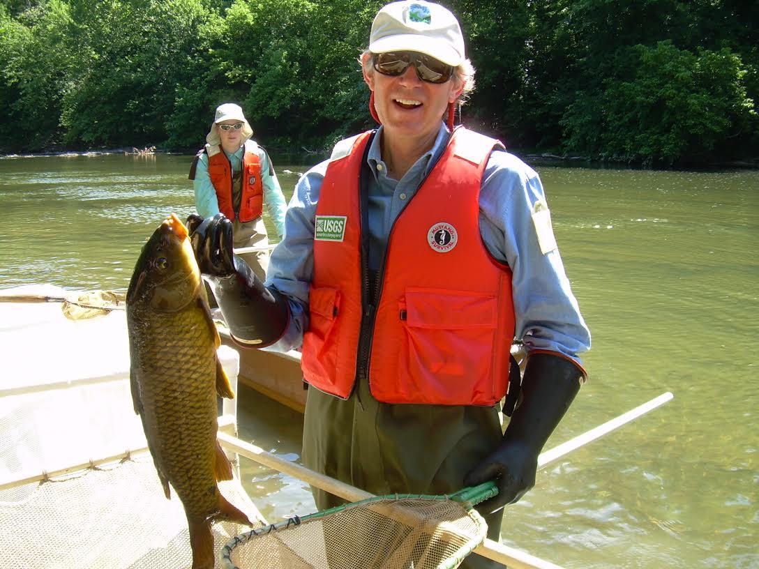 Dr. Kent Crawford lifts a carp caught during a 2015 electro-fishing survey for Smallmouth Bass on the Conodoguinet Creek.