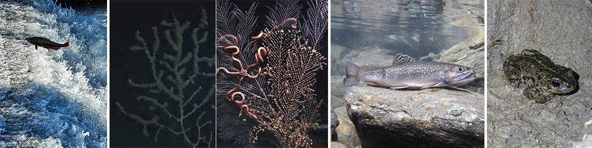 Fish, coral, and toad collage