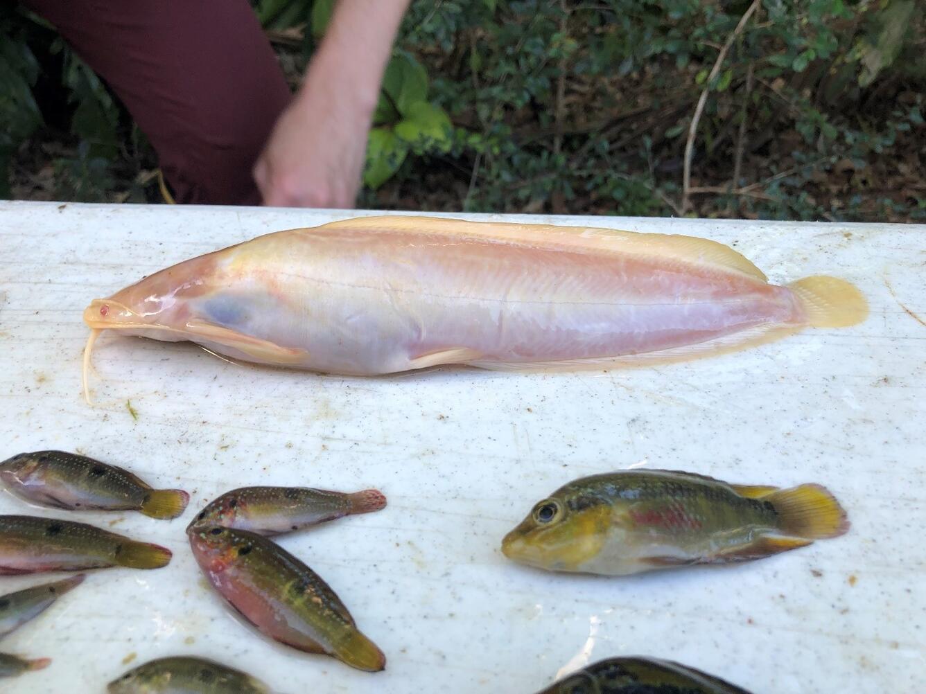 Albino walking catfish (top) with African jewelfish (lower left) and a yellow belly cichlid (lower right)
