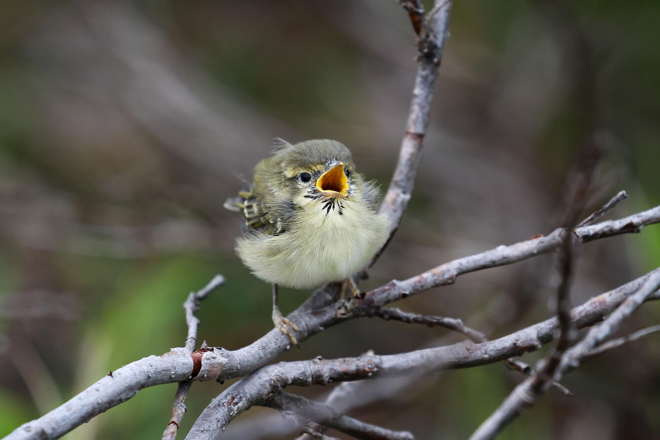 A young songbird in a tree