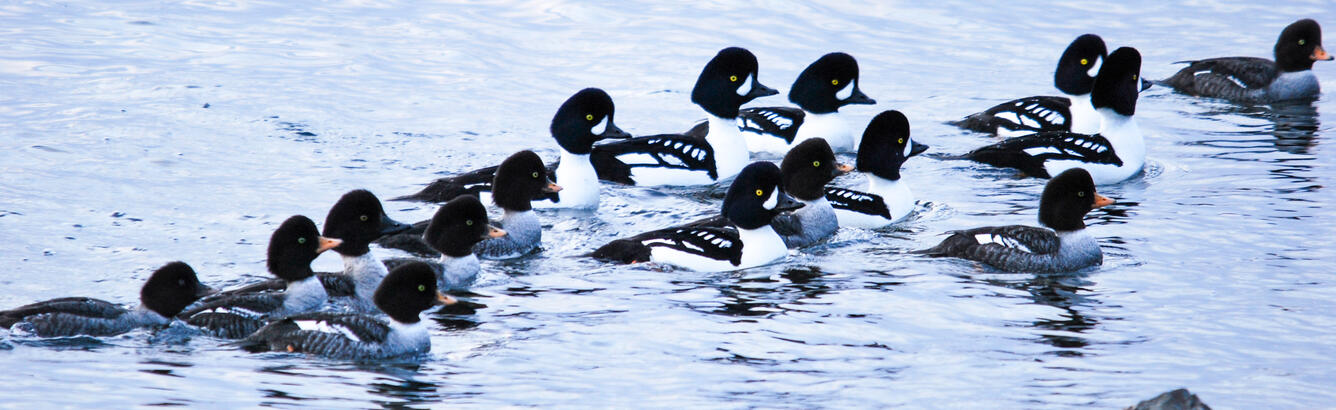 A flock of Barrow's Goldeneye sea ducks in the water