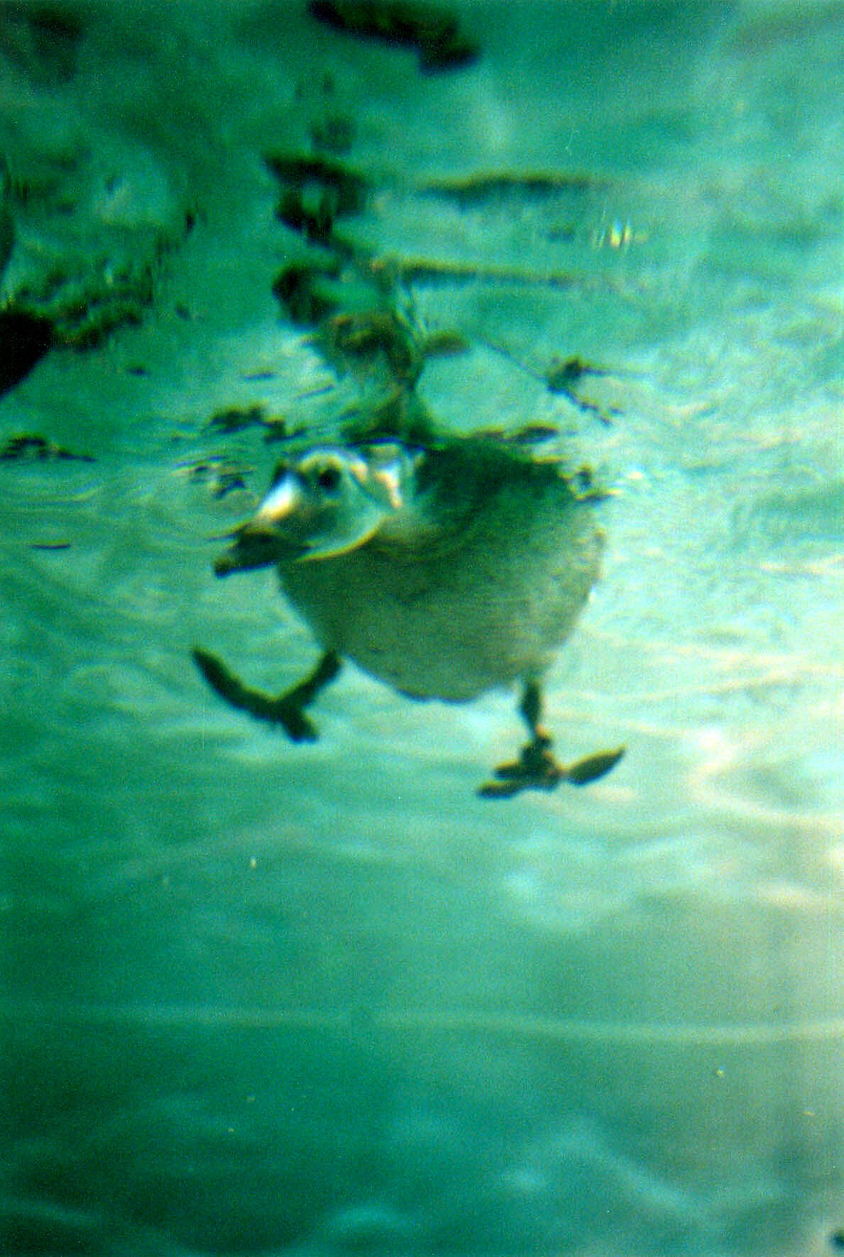 Surf Scoters (Melanitta perspicillata) in Dive Tank