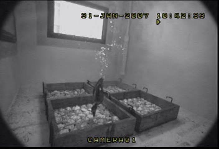 Surf Scoter foraging in Dive Tank