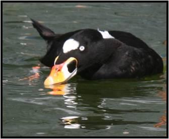 Surf Scoters (Melanitta perspicillata)