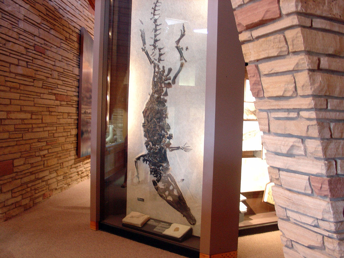 Fossil crocodile