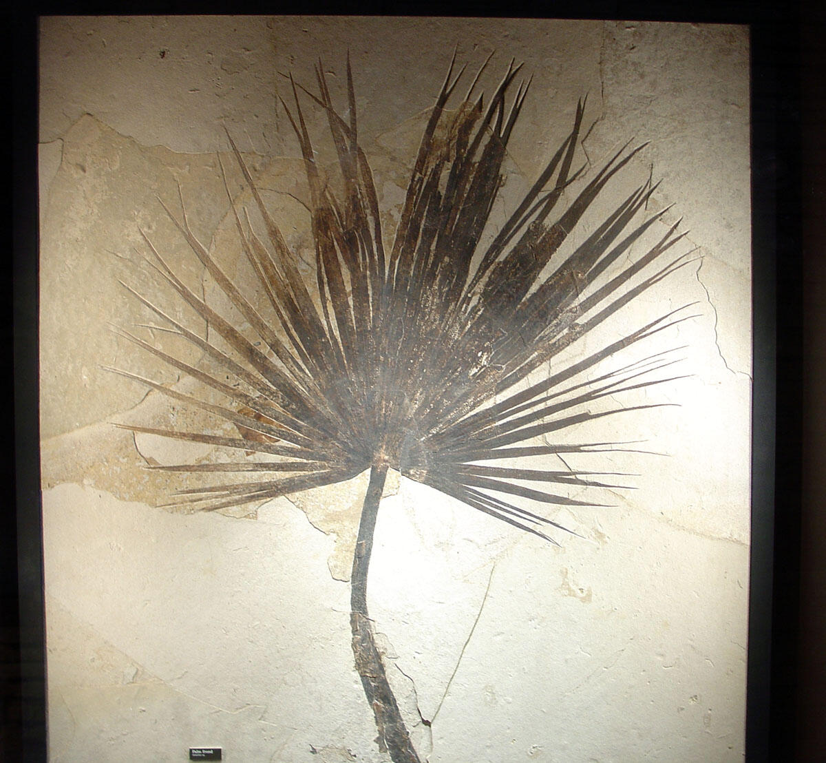 Fossil palm leaf