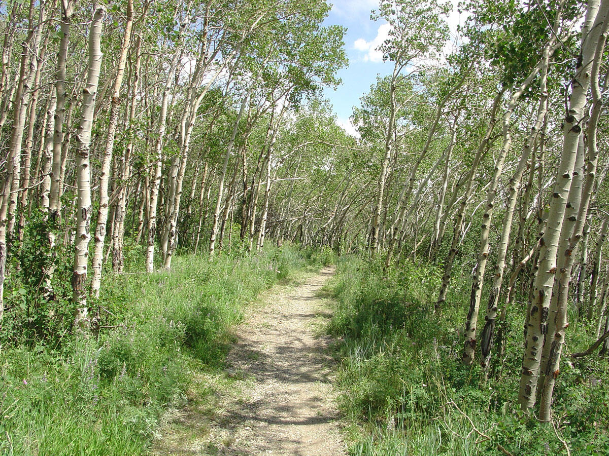 Aspens on f Fossil Lake Trail