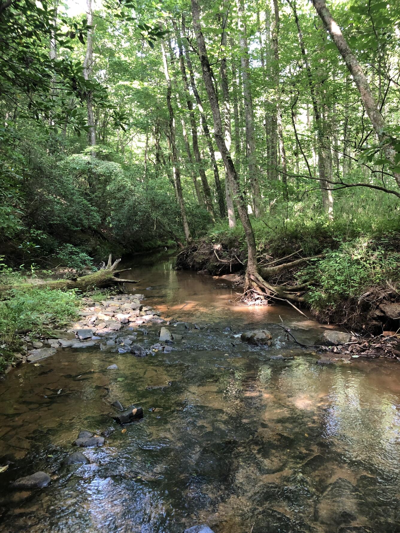 Flat Creek, headwater stream in the Etowah River Basin, supports a diverse assemblage of fishes including one federally-protecte