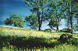 Area around the Fresno magnetic observatory.