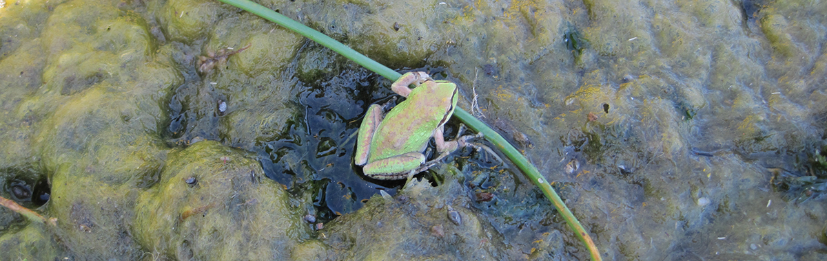 Frog surrounded by algae in the Carson River, Nev.
