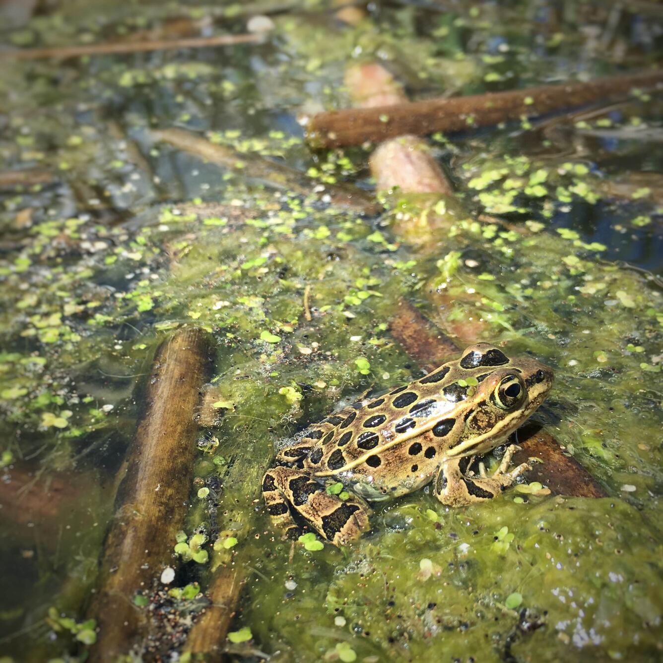 A leopard frog in the wetlands in southeast/central North Dakota.