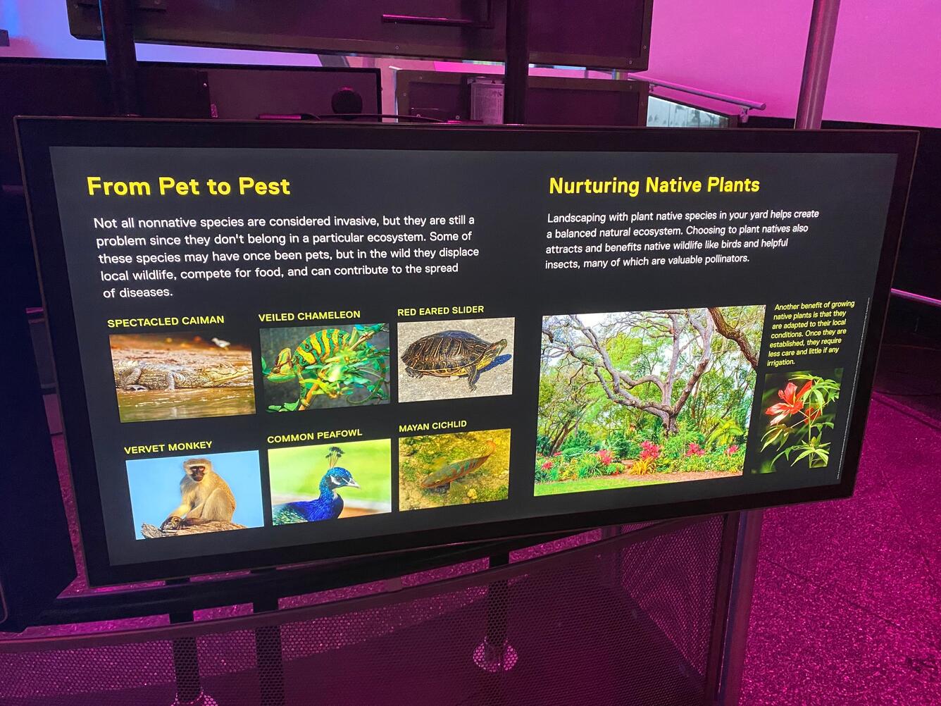 Non-native fishes exhibit at Phillip and Patricia Frost Museum of Science