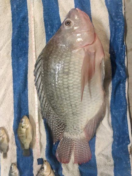 Nile tilapia, Oreochromis niloticus 