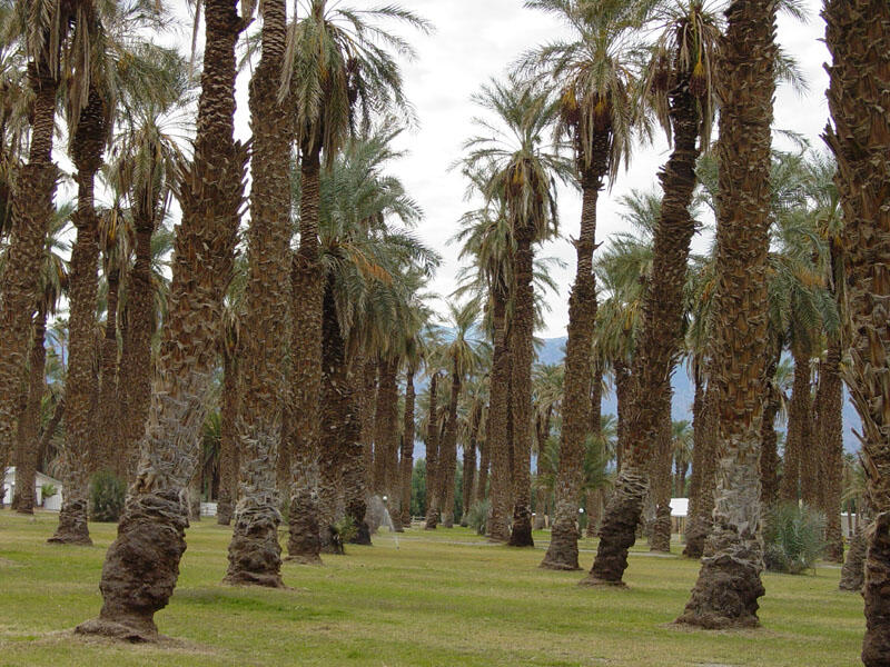 Furnace Creek Date Palms