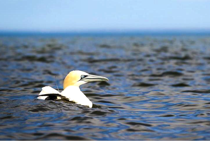 Northern Gannet fitted with a satellite transmitter