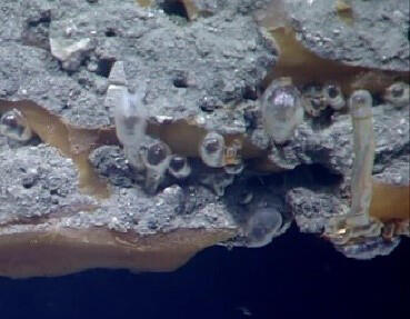 Photograph of Gas hydrate (ice-like substance) forms around rising bubbles 