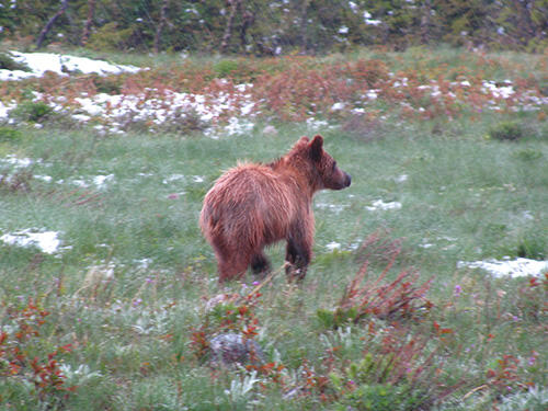 The mother bear had just left this young bear in Glacier National Park. Our project aims to determine what happens to bears.