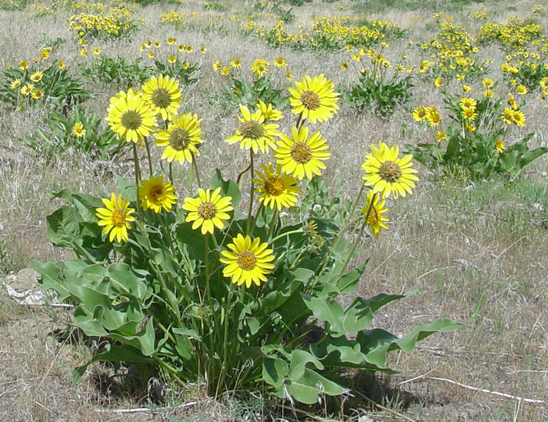 A photo of a flower