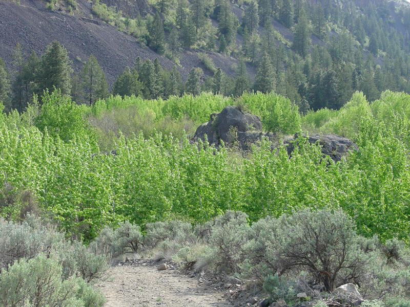 A photo of a forest