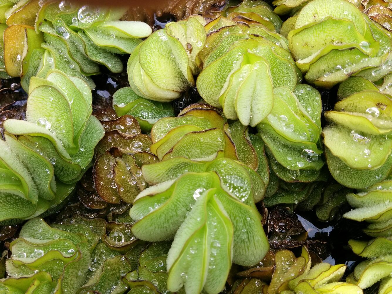 Giant Salvinia (Salvinia molesta) - Nonindigenous Aquatic Plant Species