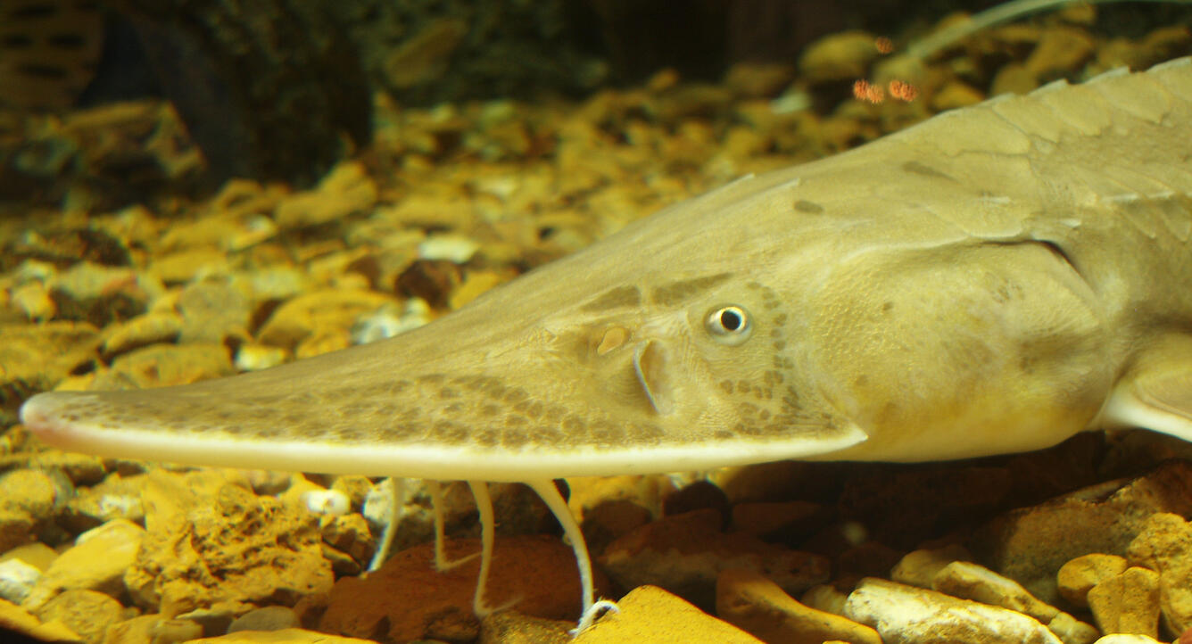 Sturgeon photo taken at Melvin Price Lock and Dam, Alton Illinois