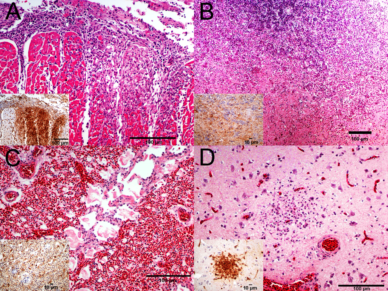 Images of heart, pancreas, lung, and brain tissue from gyrfalcon.