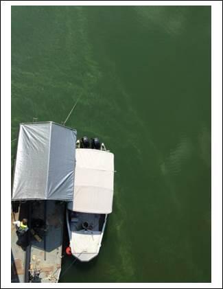 Algae bloom on the Ohio River