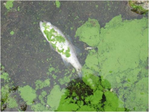 Harmful Algae Bloom (HAB) - fish kill