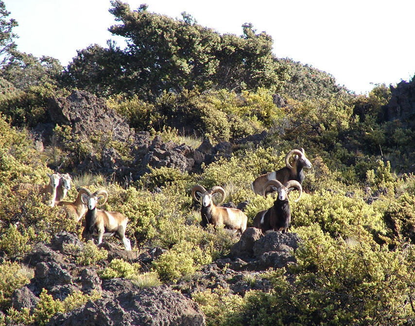 Mouflon rams