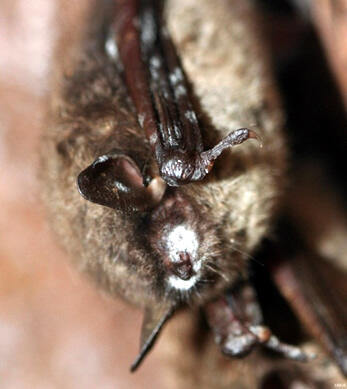 Hibernating little brown bat with white muzzle and spots on wings typical of white-nose syndrome. (Photo by Greg Turner, Pennsyl