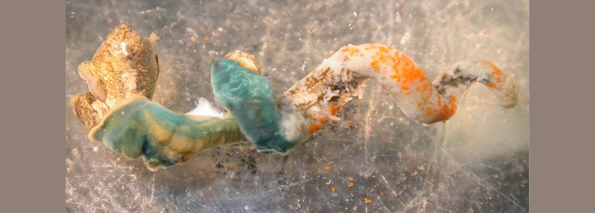 Horn snail infected with parasitic worm