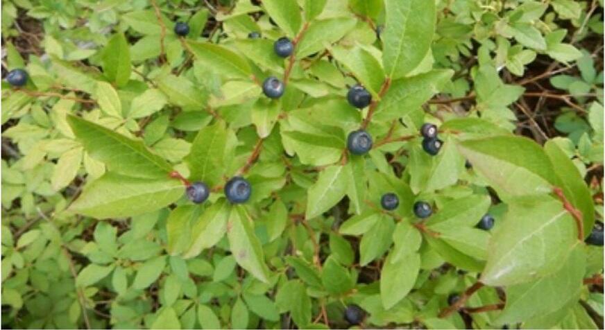 ScienceCache huckleberries.