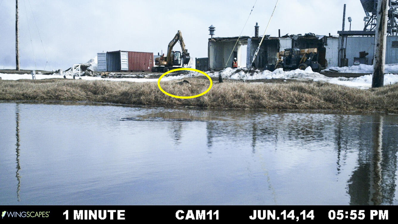 Incubating white-fronted goose sleeps as nearby infrastructure is actively demolished.  Arctic Coastal Plain of Alaska, USA