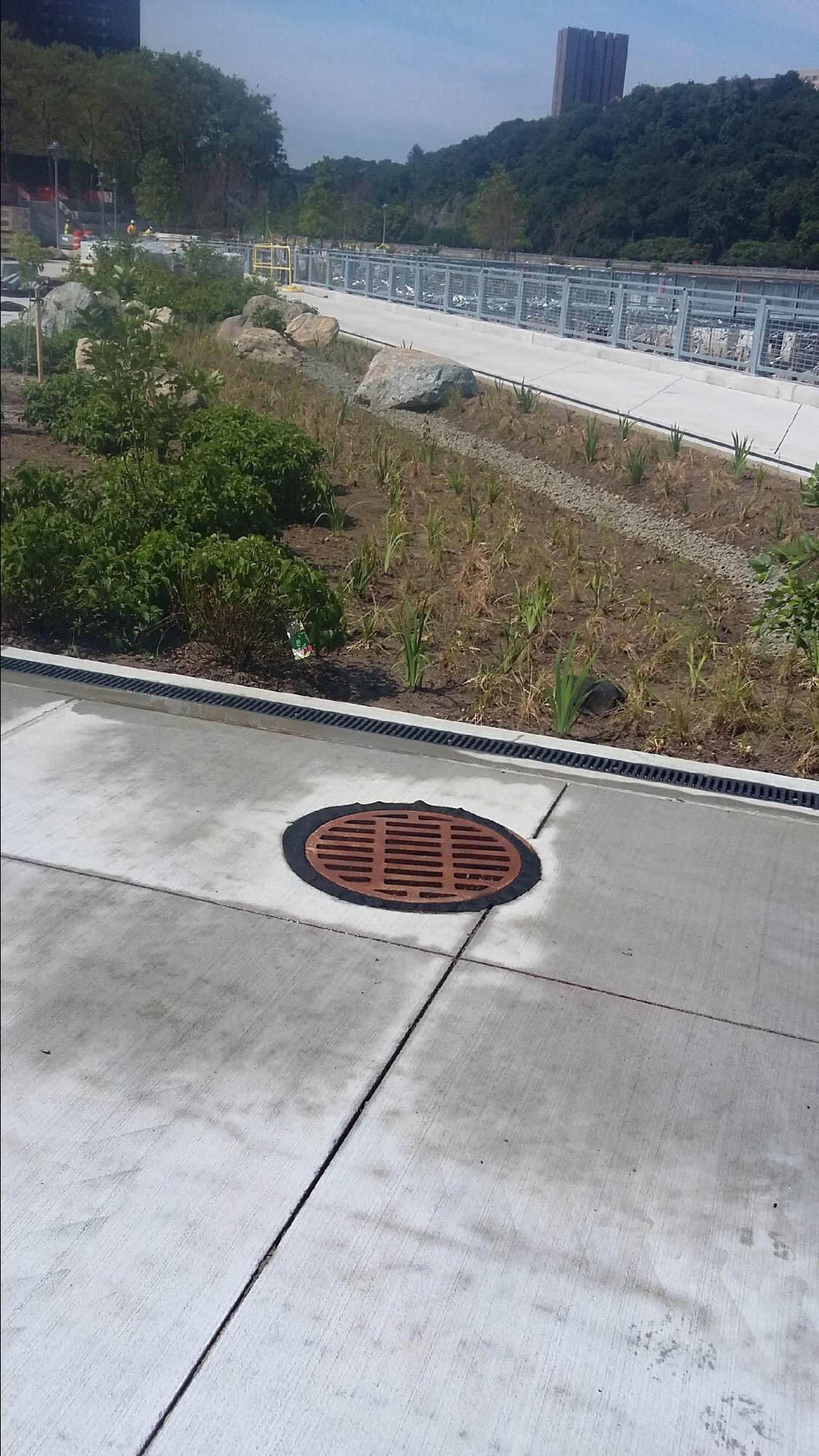 Roberto Clemente State Park (RCSP) bioswale showing grate to access sampling location