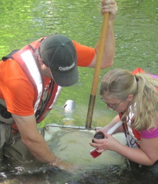 Biological sampling in School Branch watershed