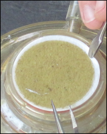 Algal Biomass Lab sample